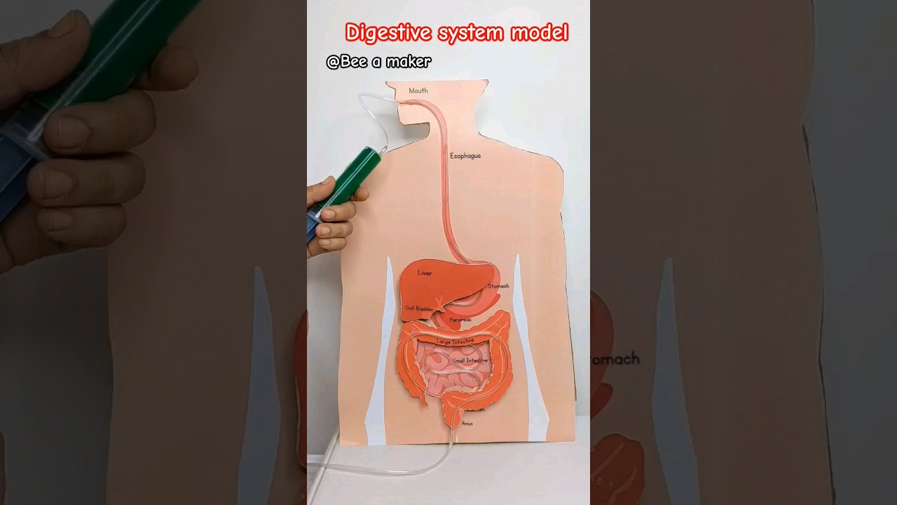 DIY Digestive system model printable, visit our website, link in bio