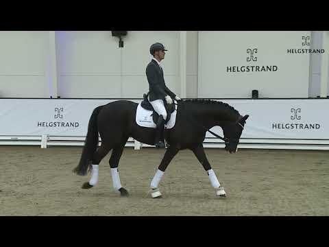 Bonjour by Bon Coeur /Fürst Nymphenburg - stallion born 2018 (GER)