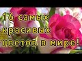 Самые красивые цветы в мире! 