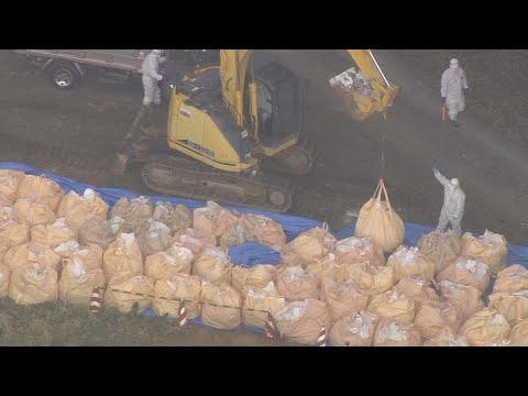 羽が抜け落ちた鶏の治療方法は？考えられる 4 つの原因と問題を解決する簡単な解決策  庭園