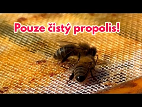 Nejjednodušší způsob získávání čistého propolisu, Včelařte jednoduše! 1/2