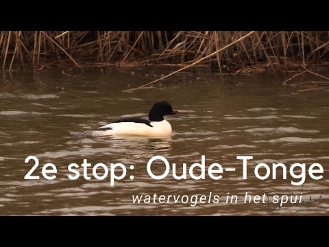 Tweede stop: Het spui bij Oude-Tonge #863