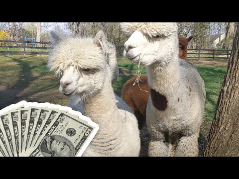 , title : 'How To Make Money With Alpacas | Making Money On An Alpaca Farm'
