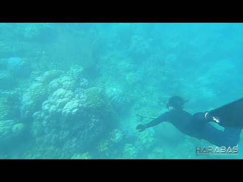 EP316-Part 2 - Spearfishing and Overnight Camping | Occ. Mindoro