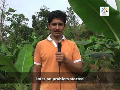 Banana Cultivation for livelihood security English Part 1 