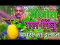 Bijora ॻल निम्बू पथरी का इलाज  Plants Available 9825747666 vajubhai vaja