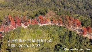 大棠楓香林(紅葉)航拍片段