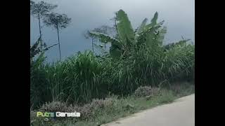 Download lagu Lembur Kakasih - Nining Meida mp3