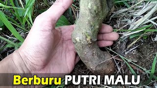 Download lagu LOOKING FOR BONSAI MATERIAL FOR THE SHY PUTRI (MIMOSA PIGRA) mp3