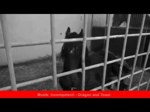 DIE WAHRHEIT ÜBER CIRCUS KRONE - 2015 -