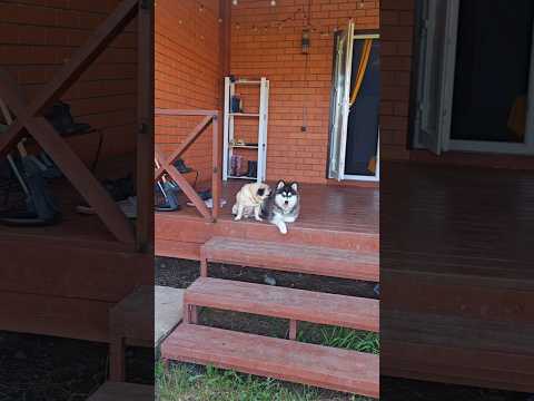 Короткое пёсключение
