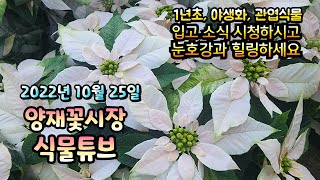 양재꽃시장 식물튜브 10월 25일 입고소식 시청 하시고 힐링하세요[레위시아,퓨전화이트,삭소롬,테디, 러브체인…