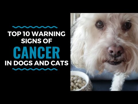 Top 10 Warning Signs of Cancer in Dogs and Cats: Vlog 81
