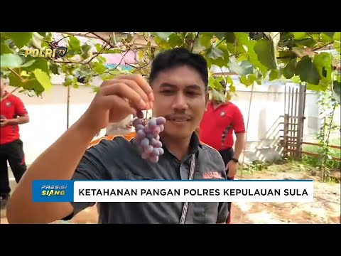 POLRES KEPULAUAN SULA PANEN KEDUA BUDIDAYA ANGGUR HASILKAN BUAH LEBIH BESAR DAN MANIS