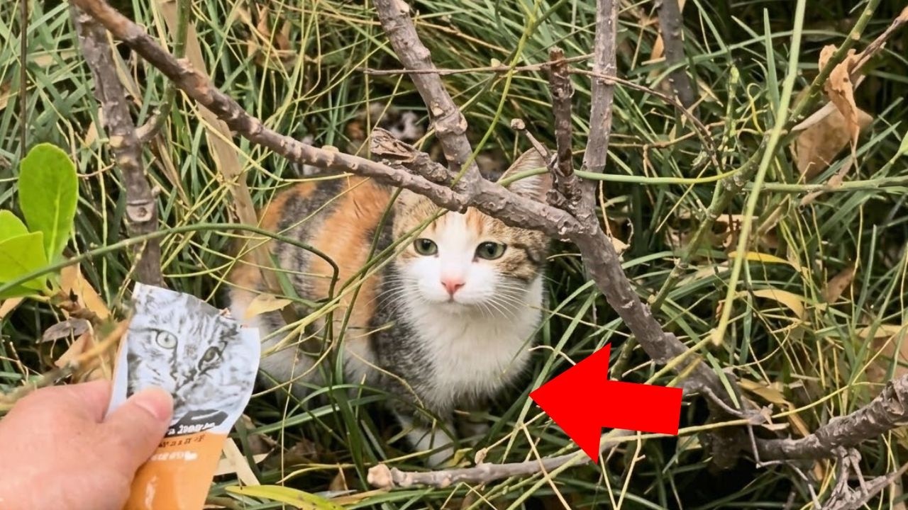 【保護猫】釣りの途中で出会った妊娠中の野良猫を連れて帰った→13日後…【感動する話】