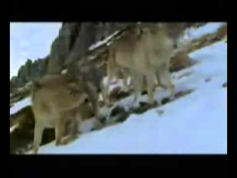 Alpok (természetfilm) - farkasok a hóvihaban