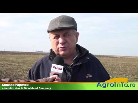 Povestea porumbului de Cărpiniş