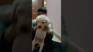 Download lagu Simba lene aaya lene firki mp3 Download lagu Simba lene aaya lene firki mp3