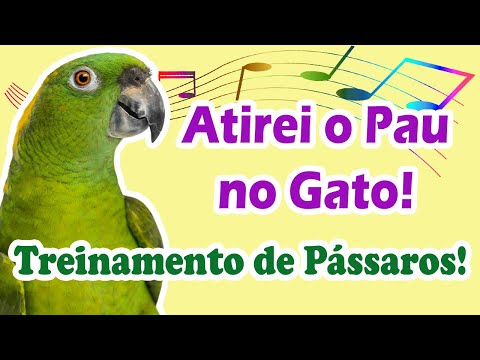 Ensine o pássaro a cantar atirei o pau no gato! Treinamento de pássaros!