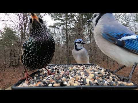 Blue Jays and European Starling