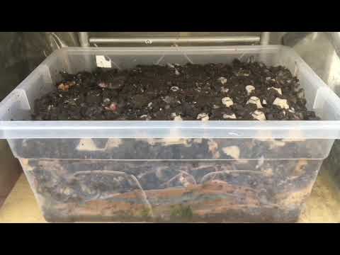 2 years time lapse of worm bin (Slow)