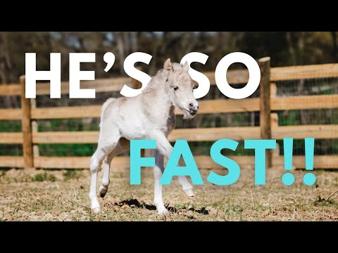 I Set My Baby Mini Horse FREE!!