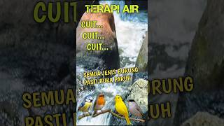 Download lagu SUARA GEMERICIK AIR, KICAUAN BURUNG ALAM,TERAPI AIR mp3 Download lagu SUARA GEMERICIK AIR, KICAUAN BURUNG ALAM,TERAPI AIR mp3