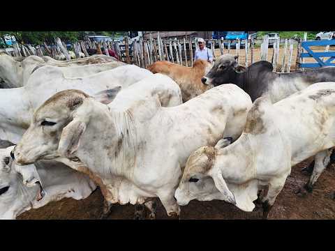 FEIRA DO GADO EM CUPIRA-PE  10-06-2026 #nordeste