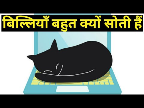 Why Cats Sleep So Much || Sleeping Schedule of Cat , Kitten and Adults || in Urdu/Hindi