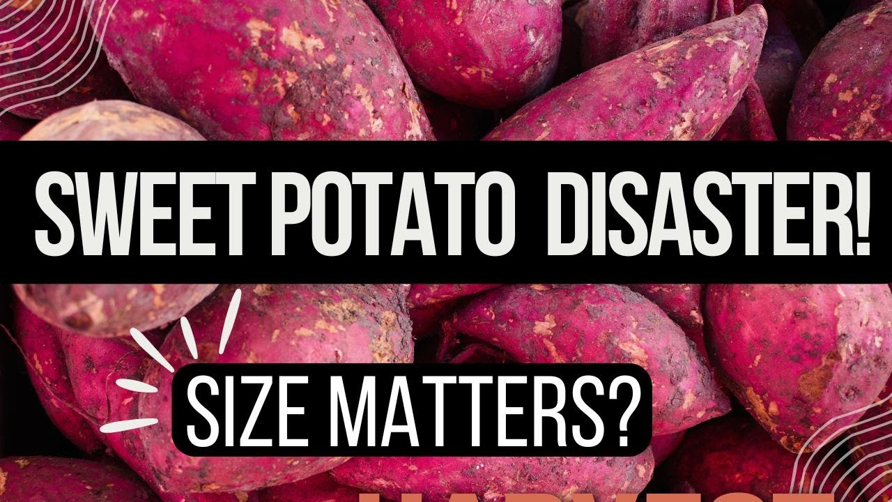 Sweet Potato Disaster: Harvesting Tiny Tubers! 🥔😱"