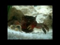 Female red clawed crab caring for her eggs and attempting to release some.