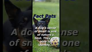 A dog's sense of smell is one of nature's best. They are able    to identify...#shortsviral.