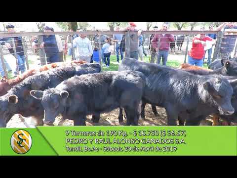 20-04-19 - Venta de Hembras  - Pedro y Raul Alonso Ganados S.A. - Tandil