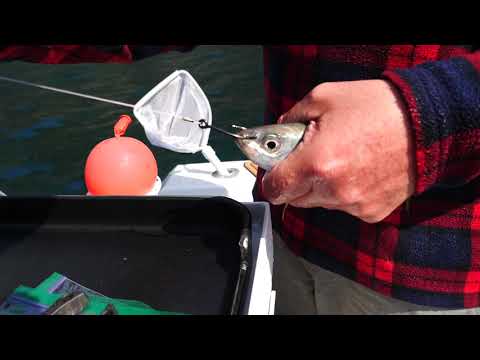 KINGFISH 1.02: LIVEBAIT RIGS