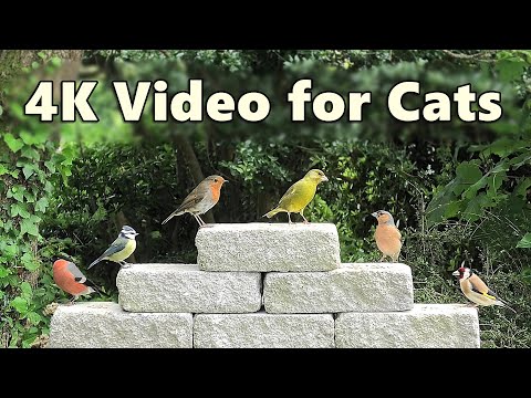 Cat TV 4K ~ Birds for Cats to Watch Special ⭐ 8 HOURS ⭐
