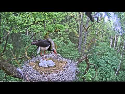 17h20m45s intruder is back