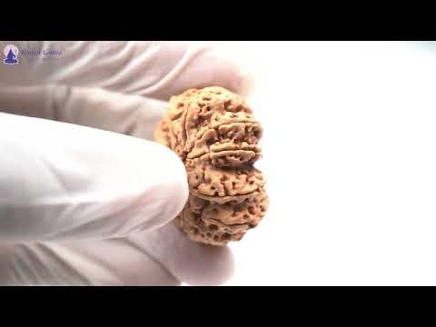 Rudraksha Product Image