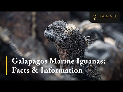Galapagos Marine Iguanas: Facts & Information (Must see!)