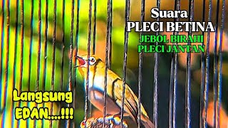 Download lagu Pleci betina birahi memanggil jantan, SEKALI PANCING PLECI JANTAN langsung nyaut gacor mp3 Download lagu Pleci betina birahi memanggil jantan, SEKALI PANCING PLECI JANTAN langsung nyaut gacor mp3
