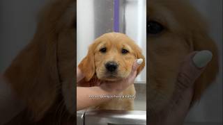 Tear Stain Prevention and Facial Fur Cleaning