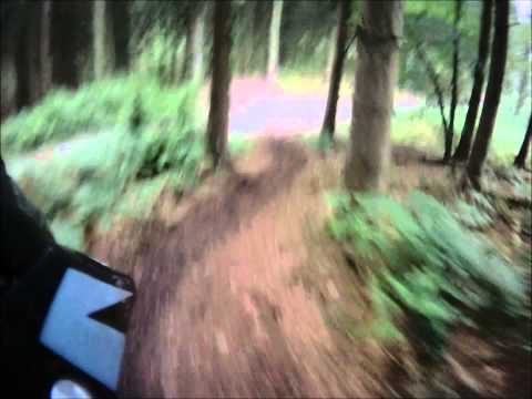 FOREST OF DEAN 2001  DH