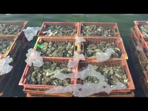 YERSEKE MUSSLE AND OYSTERHAVEN