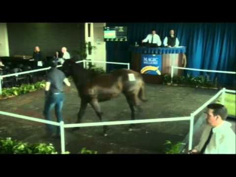 2013 Perth Winter Thoroughbred Sale Part 1