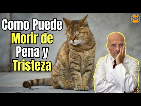 💔 HOW CAN A CAT DIE OF GRIEF AND SADNESS? 💔