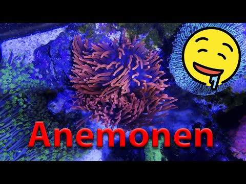 Blue Passion - What you need to know about anemones