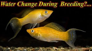 Can We Change Water During Molly Fish Breeding?...  / Fish Aquarium Tamil