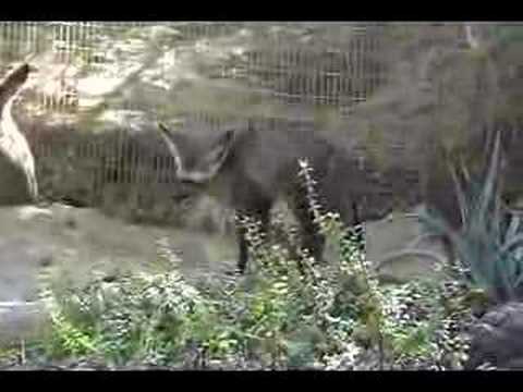 African Bat-Eared Fox pacing -- Otocyon Megalotis
