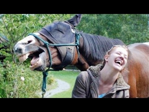 Les expressions idiotes des chevaux rendraient votre journée bien plus agréable.