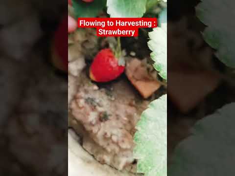 strawberry 🍓 Flowering to harvesting from my mini garden #terracegarden #fruit #mihika #viral