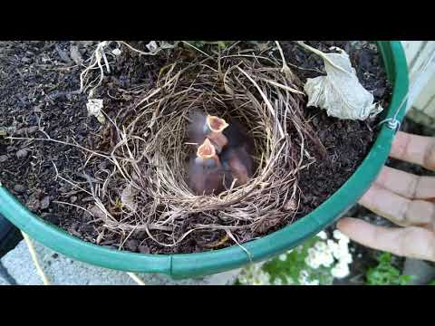 Baby juncos Sunday 7/4/2021